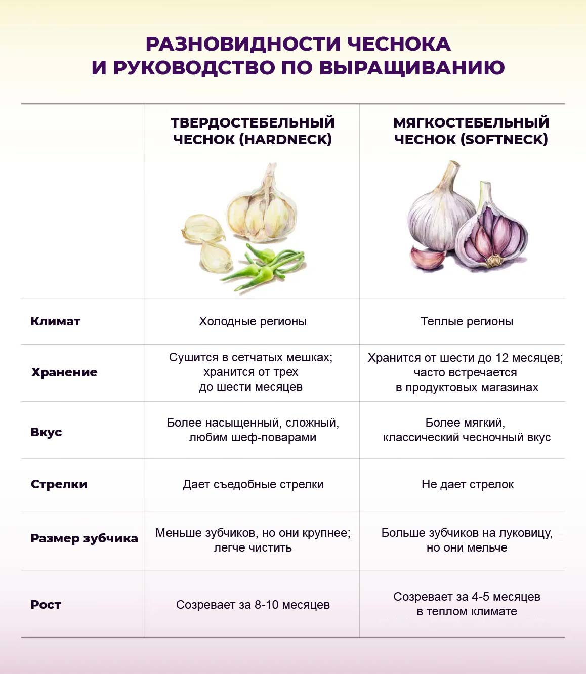 Разновидности чеснока и их свойства (таблица)